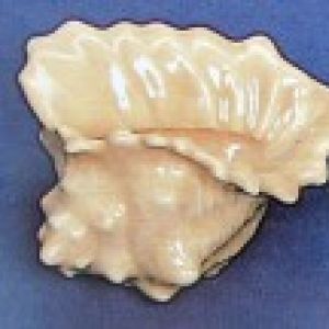 Conch Shell Favours (set of 2)