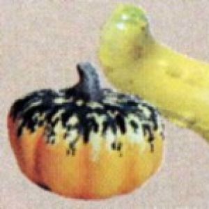Squash/Gourd (set of 2)