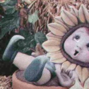 Sunflower Baby In Pot
