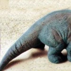 Triceratops 5