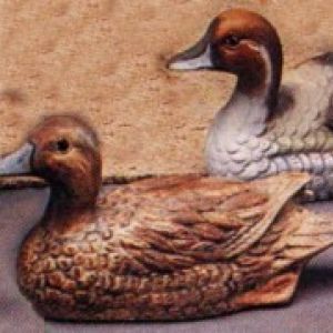 Pintail Duck 5