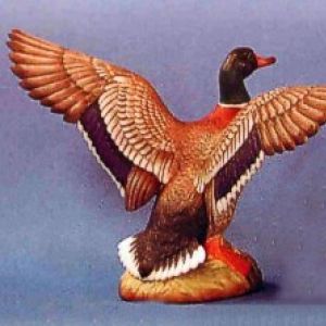 Mallard Duck (Drake)