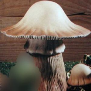Mushroom Large