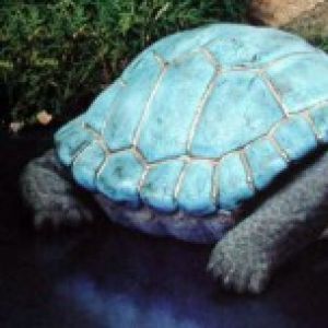 Realistic Turtle