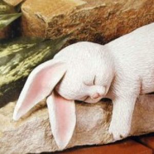 Cute Shelf Bunny