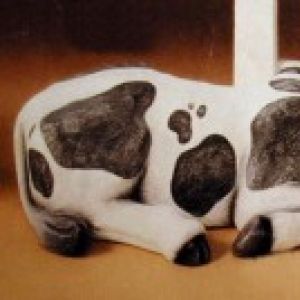 Cow Lying Flat