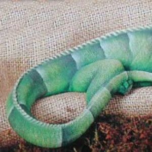 Iguana Shelf Sitter