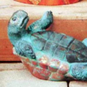 Cute Turtle On Back